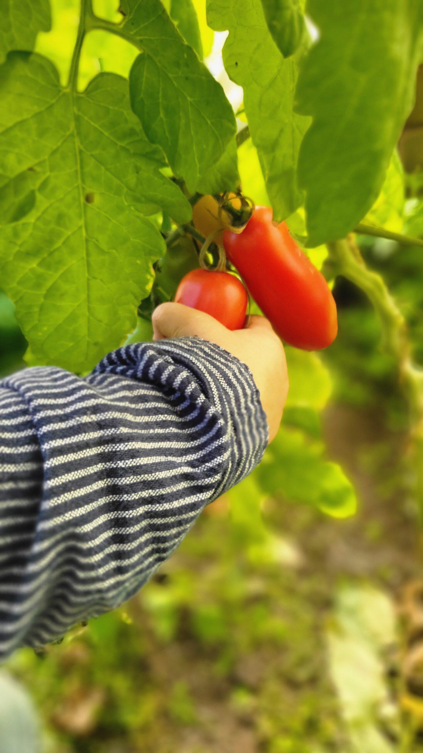 Kind entdeckt Tomaten im Garten