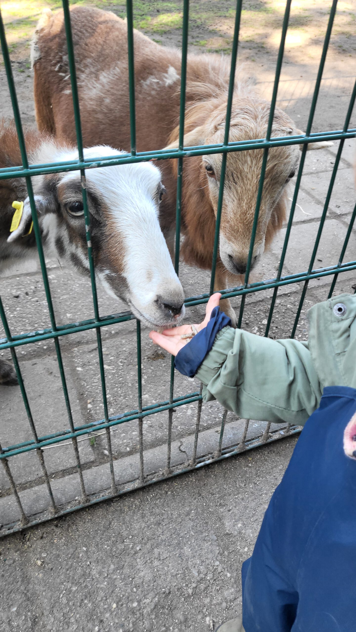 Kind füttert Ziegen