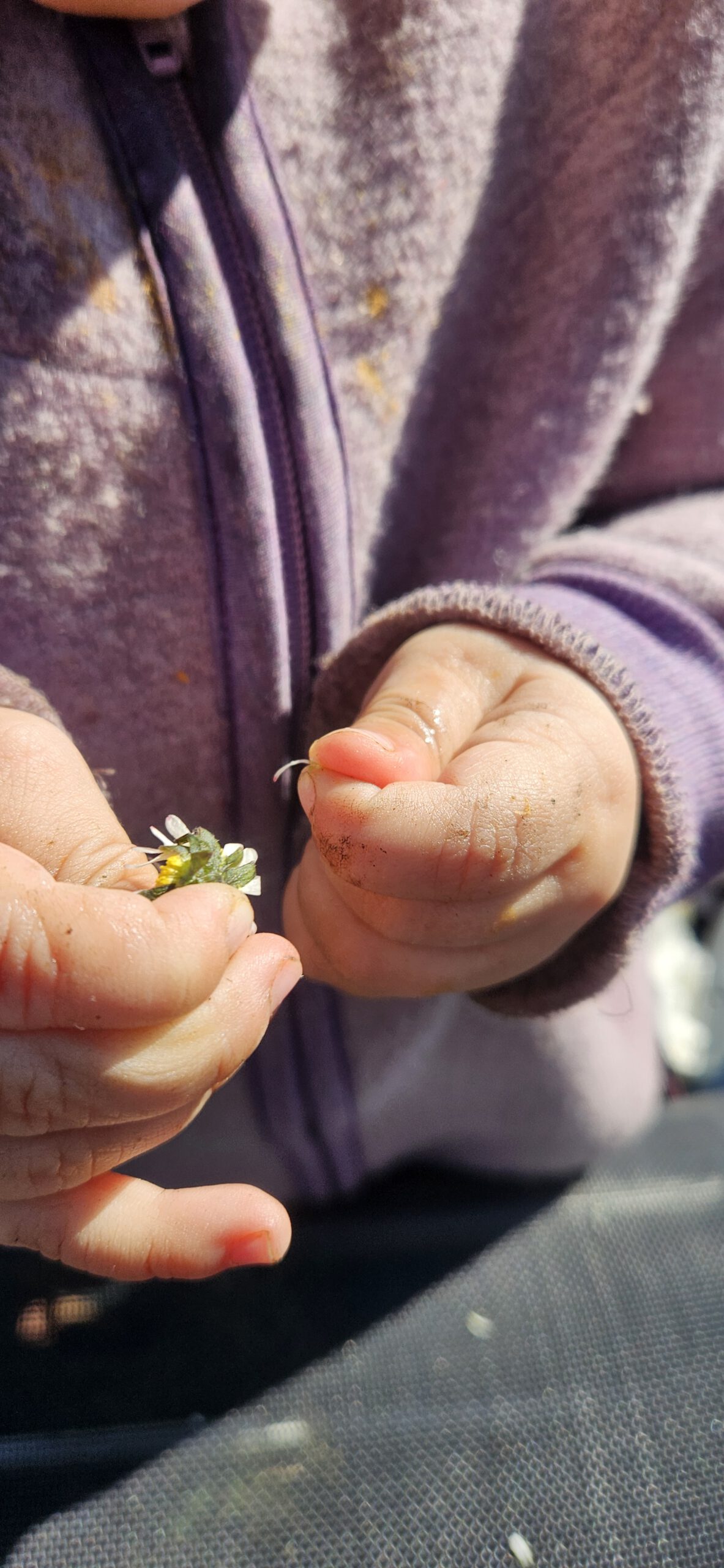Kind hält kleine Blume
