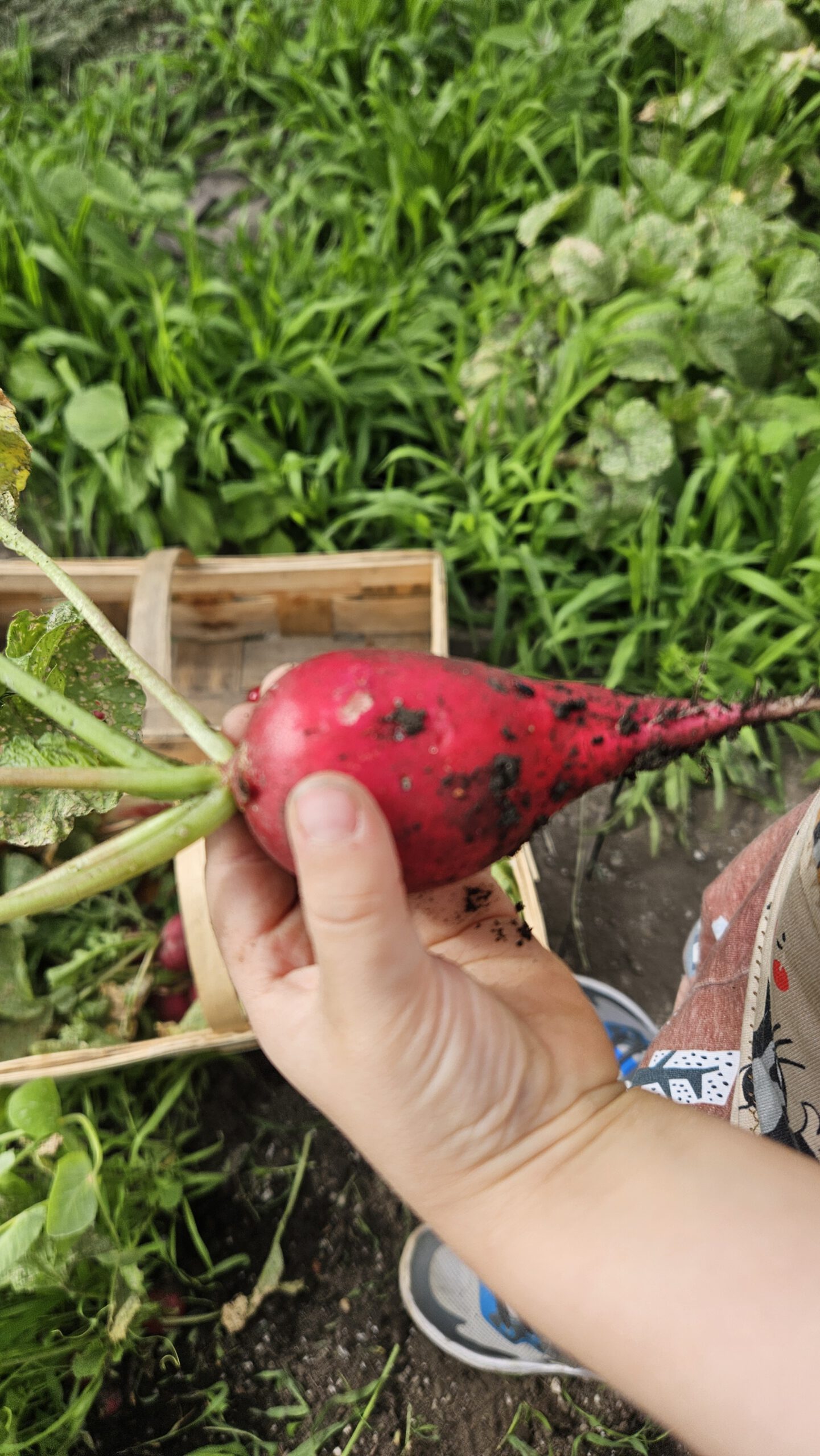 Kind hält frisches Radieschen