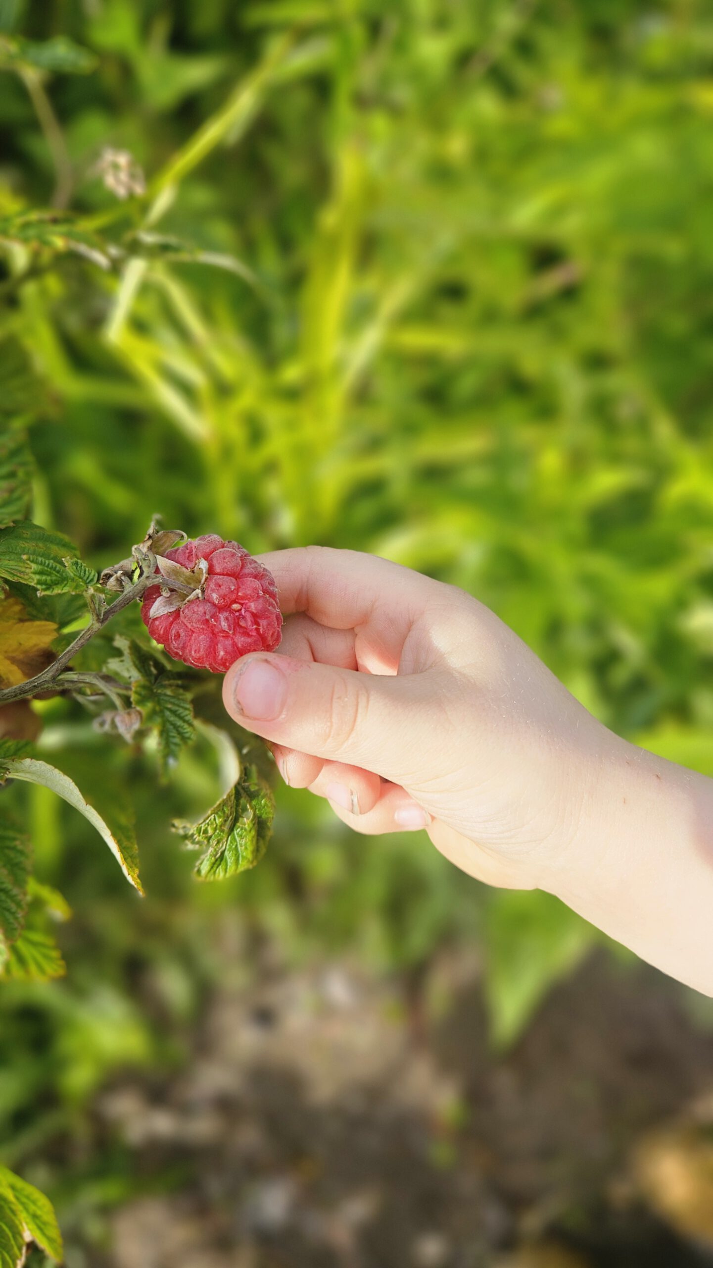 Kind pflückt Himbeere