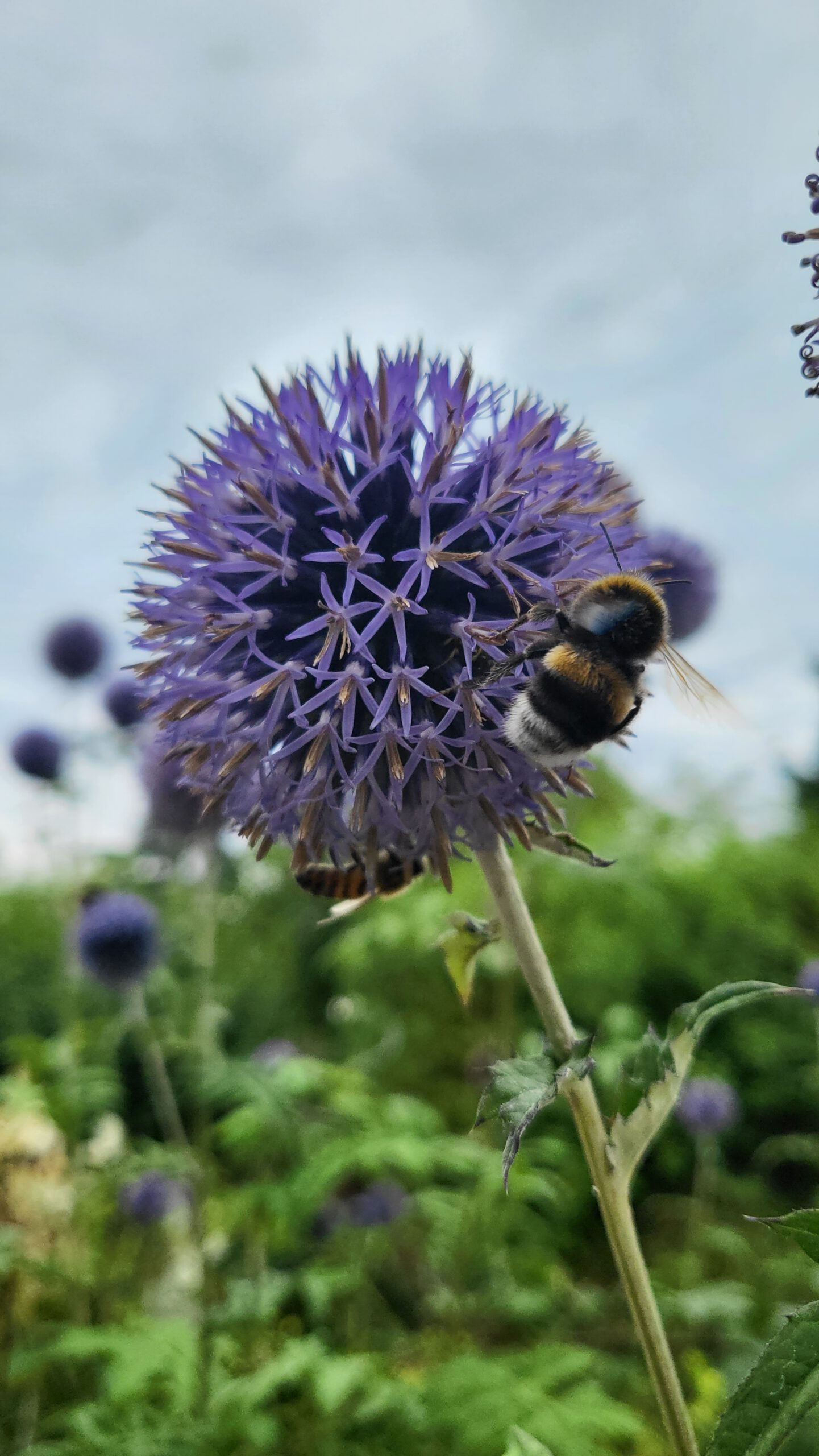 Lila Blume mit Biene