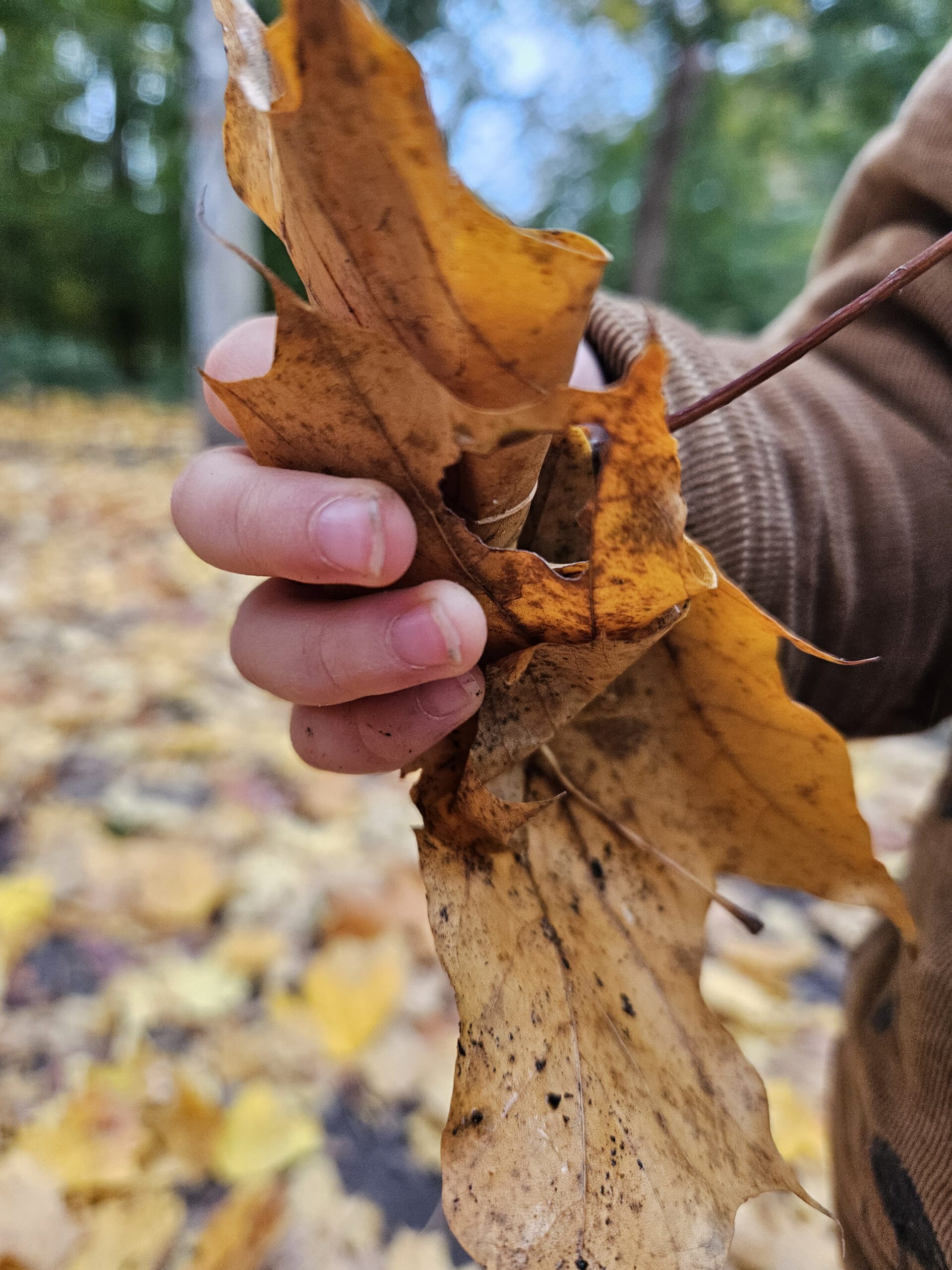 Herbstblatt in Kinderhand