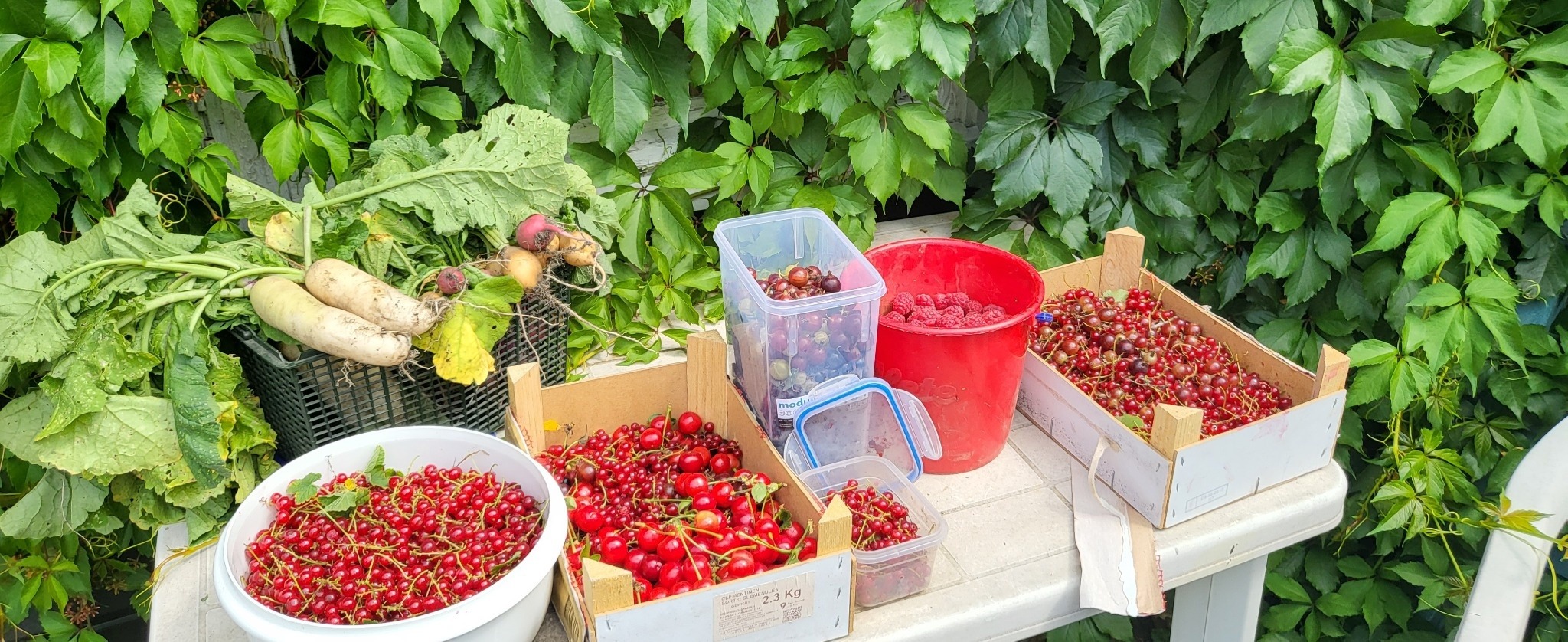 Reiche Ernte aus dem Garten