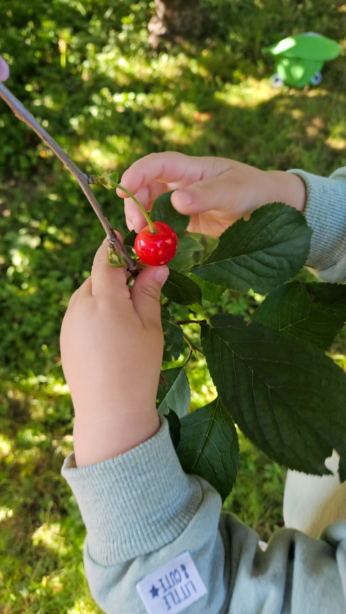 Kind pflückt Kirsche vom Baum