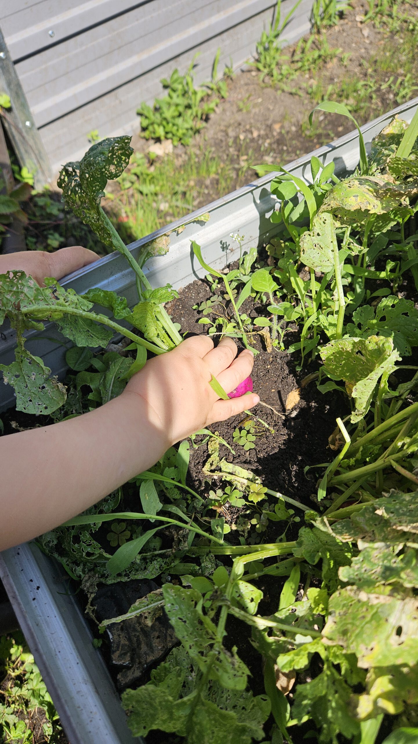 Kind erntet Radieschen im Hochbeet