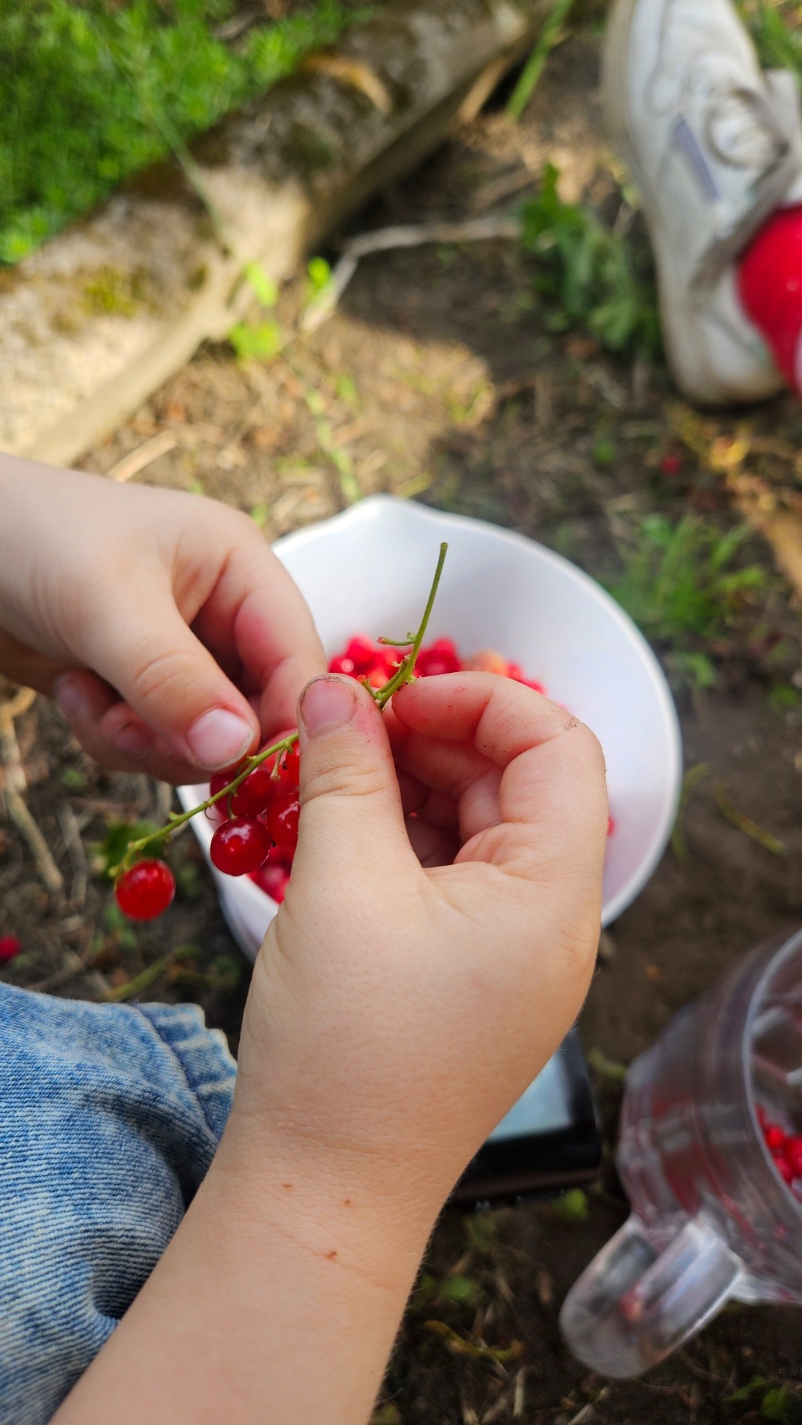 Kind pflückt rote Johannisbeeren