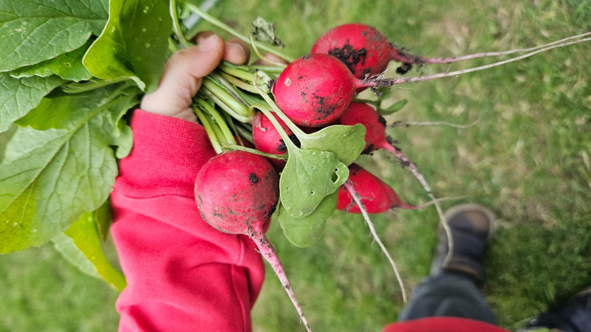 Kind hält frische Radieschen