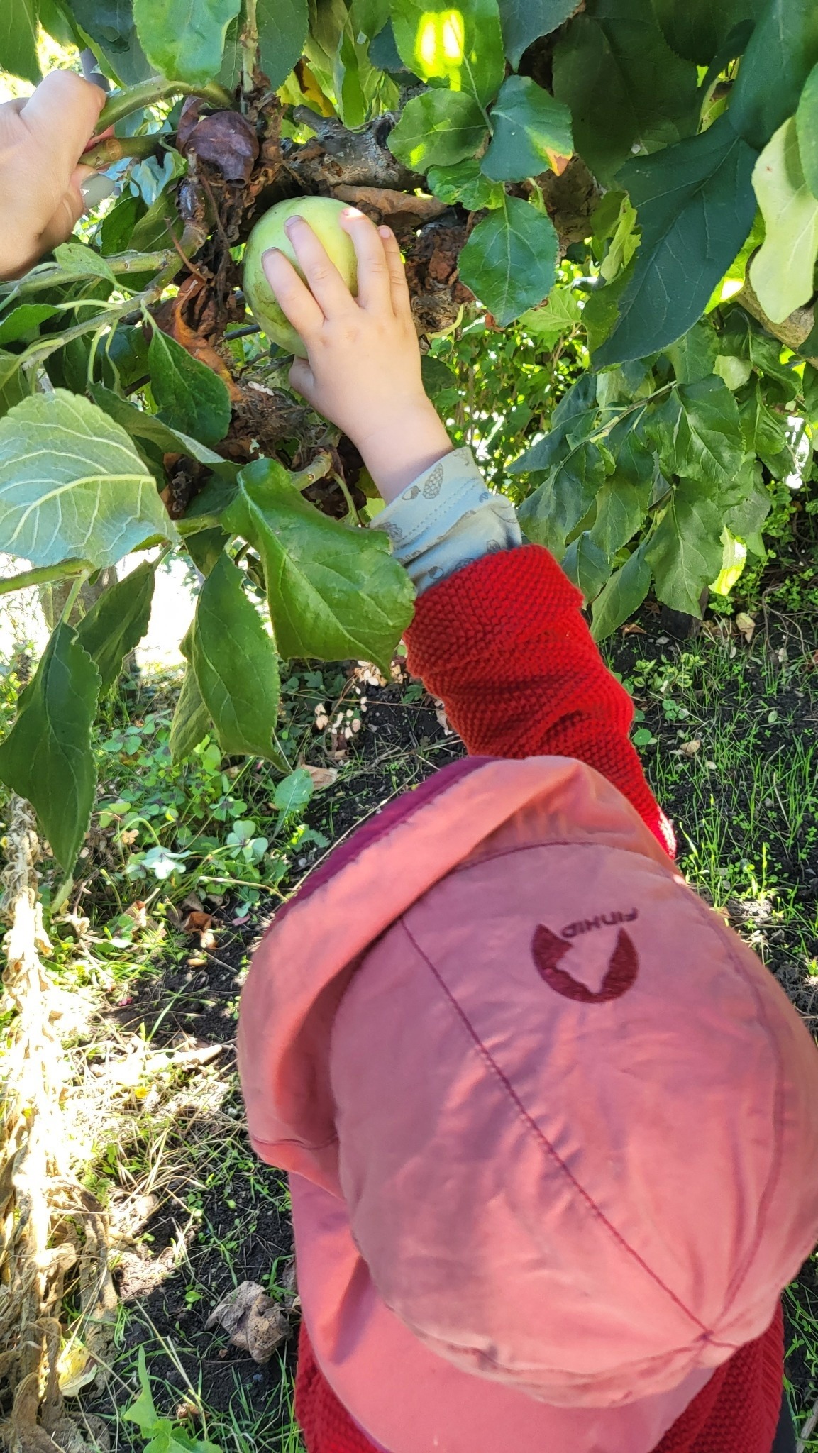 Kind pflückt Apfel vom Baum