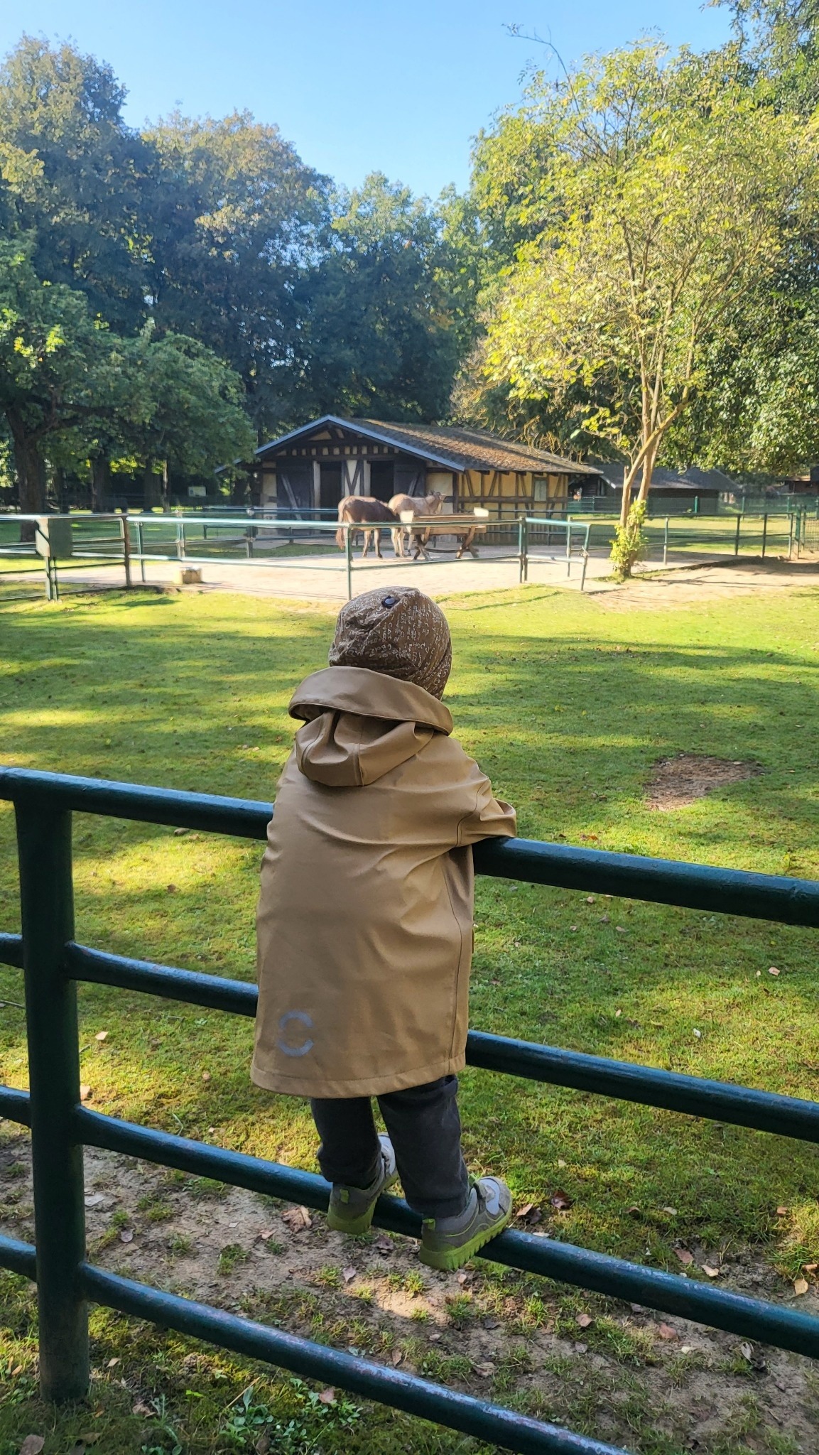 Kind beobachtet Tiere im Zoo