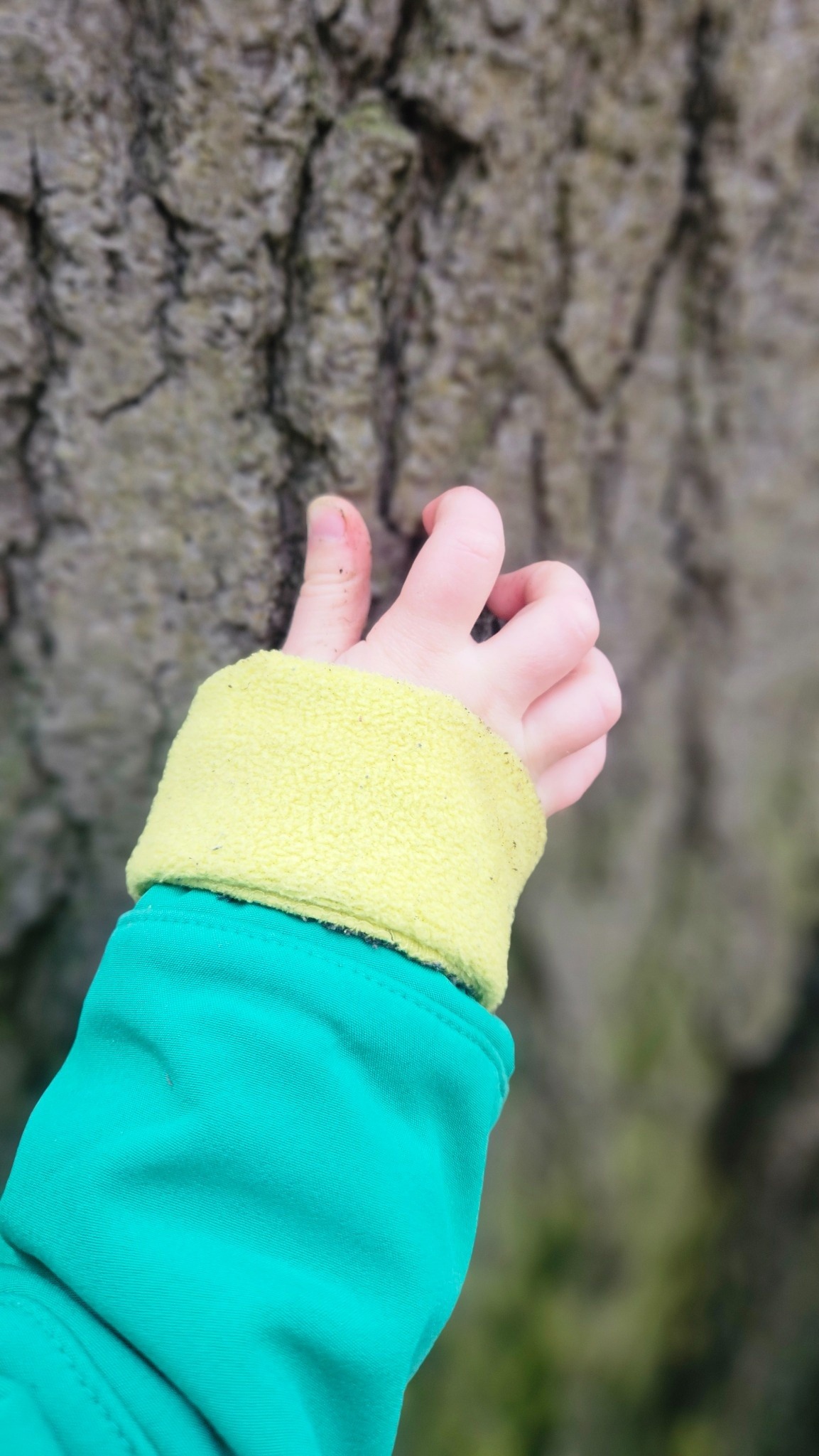 Kinderhand berührt Baumrinde